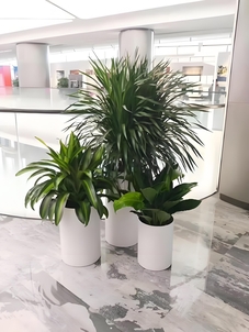 镇海绿植出租方案来袭，解锁绿色办公新体验